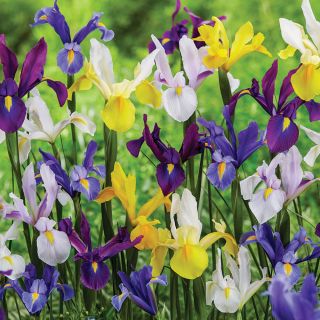 Dutch Iris Mix Thumbnail